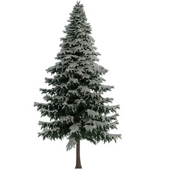 spruce tree with snow on isolated empty background