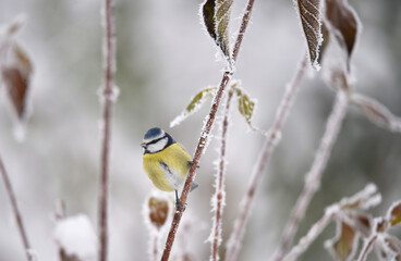 Blaumeise im Winter auf gefrorenem Zweig 