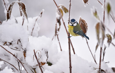 Blaumeise im Winter auf gefrorenem Zweig 