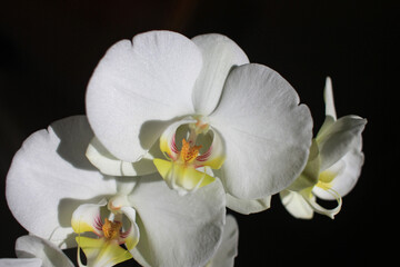 Fototapeta na wymiar A young orchid with white petals