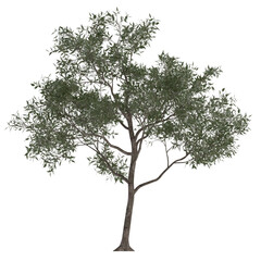 Fototapeta premium eucalyptus white tree on isolated empty background