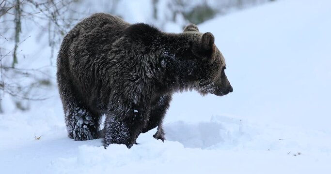 A big male of brown bear,ursus arctos, searching food in a meadow surrounded by forest in the Carpathian mountains in a very beautiful winter day with beautiful snow. 4k video