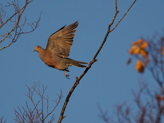 キジバトの飛翔