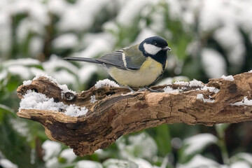 Fototapeta premium Kohlmeise