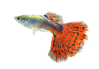 Guppy fish Isolated on transparent png