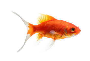  Goldfish Isolated on transparent png