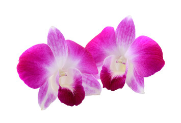 Naklejka na ściany i meble Purple Orchid Flower isolated on transparent png