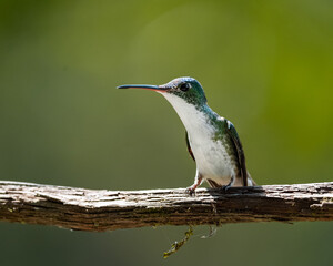 Colibrí en Mindo, Ecuador