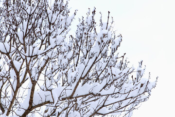 Tree branches covered in snow in the conservatory against the sky