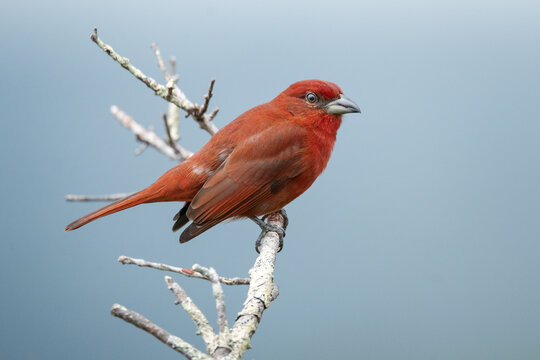 red bird on a branch