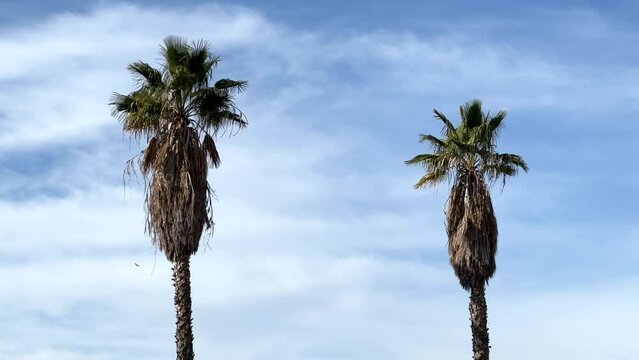 4K HD video zooming in on tall overgrown palm trees blowing in the wind, blue sky with clouds background.
