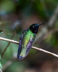 Amethyst-throated sunangel, Heliangelus amethysticollis, in Colombia