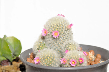 Mammillaria carmenae ,Mammillaria or cactus or succulent or Mammillaria carmenae with pink flower