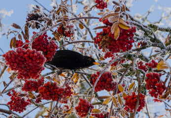 Guelder Rose And Blackbirf
	