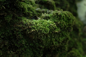 Selected focus evergreen moss growth cover rock in tropical rainforest