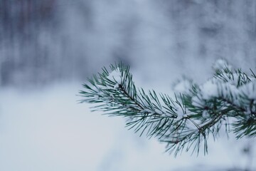 Snow covered pine branches