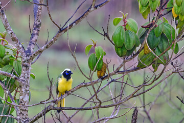 Green Jay (Cyanocorax yncas), Beautiful and colorful jungle magpie, perched on the branch in the bushes.
