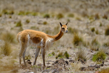 Naklejka na ściany i meble Vicuna (Vicugna vicugna) endangered animal, walking in the wild, grazing in the Andean highlands.