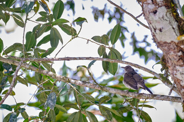 Obraz premium Black-billed Thrush (Turdus ignobilis), specimen of a forest thrush, perched on a branch in the high forest area.