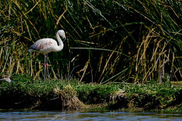 Chilean Flamingo (Phoenicopterus chilensis), beautiful flamingo perched on the shores of a high Andean lake during a sunny morning.