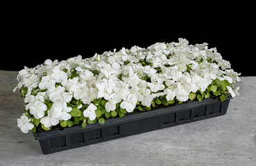 A cell pack tray full of white flowering impatiens plants. - 554482827