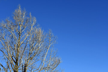 青空と冬の枯れ木