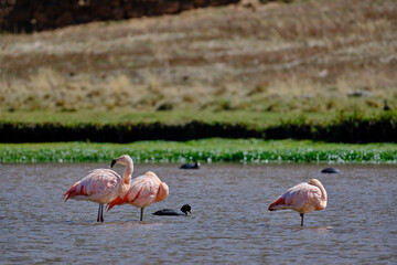 Chilean Flamingo (Phoenicopterus chilensis), beautiful flamingo perched on the shores of a high Andean lake during a sunny morning.