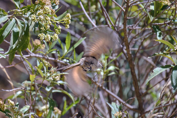 Striped Tit-Spinetail (Leptasthenura striata), beautiful passerine feeding on a bush in the Andean zone.
