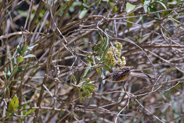 Striped Tit-Spinetail (Leptasthenura striata), beautiful passerine feeding on a bush in the Andean zone.