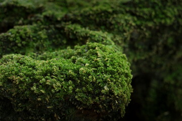 Green moss grown up cover full of the rock surface, texture in nature for wallpaper.