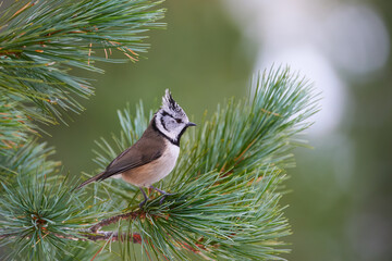 Fototapeta premium Lovely crested tit