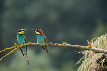Two beautiful European bee-eaters (Merops apiaster)