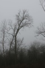 trees in fog