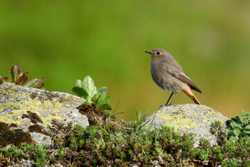 Small bird on a rockFemale Black redstart (Phoenicurus ochruros) on a rock.