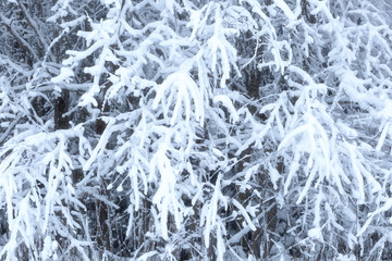 Winter background.Winter landscape in the forest.A walk in winter.