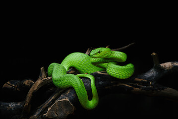 green snake on black background