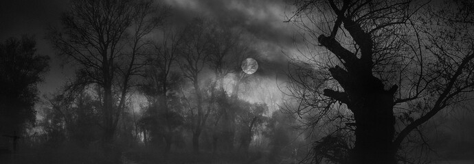 Spooky old forest on foggy autumn day in black and white