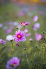 Obraz na płótnie Canvas Cute purple flower in a field