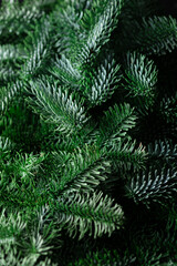 The green branches of nobilis are close. Green floral background