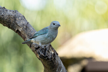 Grey bird. A Sayaca Tanager also know as sanhaço perched on the branch. Species Thraupis sayaca. Birdwatching. Birding. Bird lover.