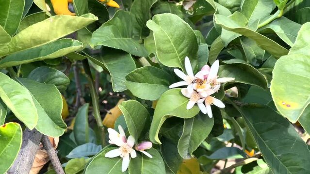 4K HD video zooming in on one busy bee collecting pollen from Buddahs Hand Citrus flowers blooming on the tree on a windy day.
