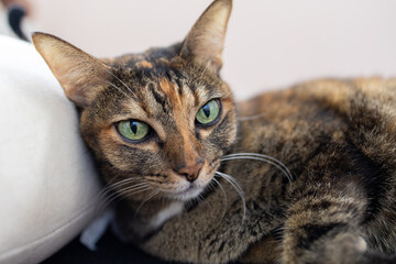 Close-up of a grey cat leaning against a cushion