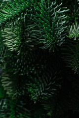 The green branches of nobilis are close. Green floral background