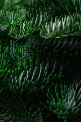 The green branches of nobilis are close. Green floral background