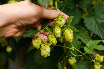 Farming and agriculture concept. Woman farm worker hand picking green fresh ripe organic hop cones for making beer and bread. Fresh hops for brewing production. Hop plant growing in garden or farm