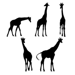 Set of giraffe silhouettes vector design