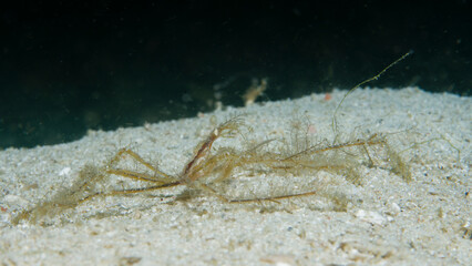 Spider Crab in Raja Ampat, Indonesia