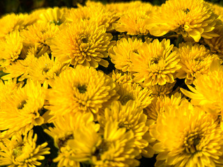 Yellowish Chrysanthemum flowers soft and selective focus