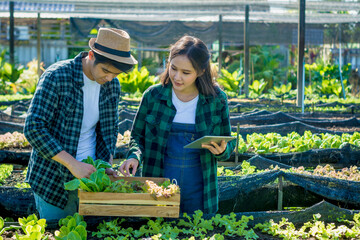 Young smart farmer, using tablet checking quality, with organic farm fresh green vegetables...