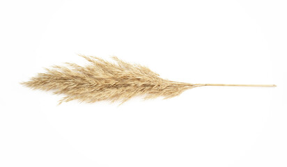Pampas grass on white isolated background for your design. Cortaderia selloana. Top view.